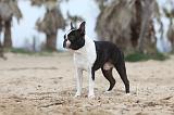 BOSTON TERRIER 362